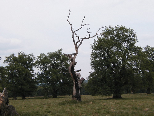 P5180050.JPG