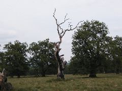 P5180050.JPG
