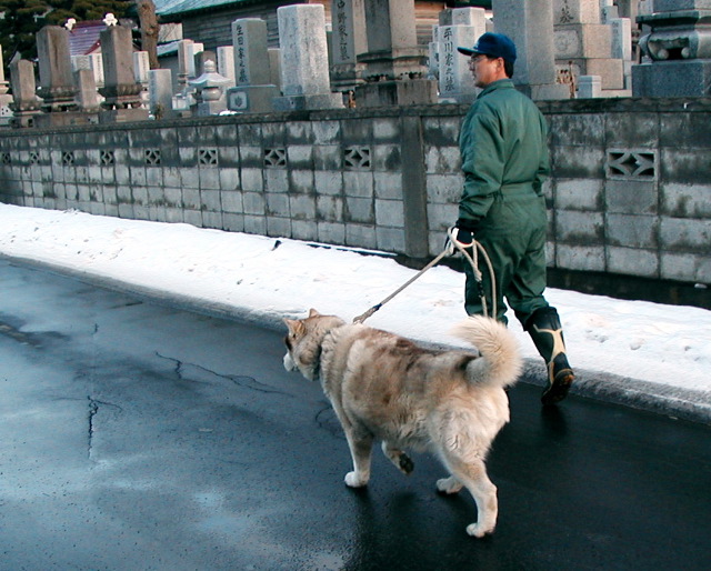 Akita walking owner
