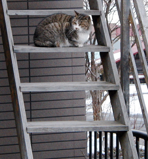 Normal cat