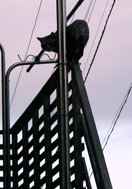 High cat