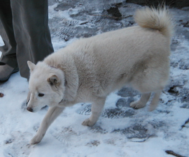 Gratuitous dog pictures for yuka #1