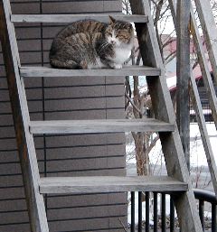 Normal cat