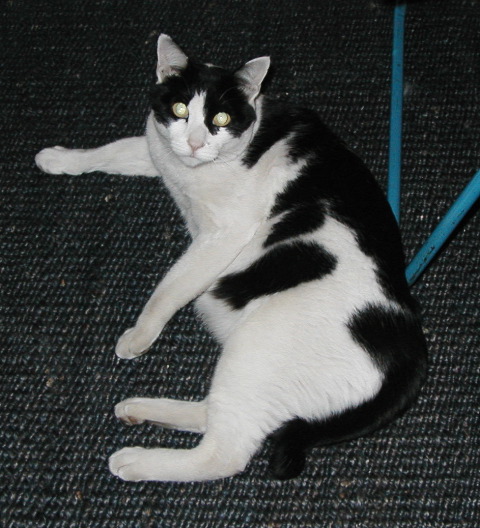 Lehan's White and Black Cat 1