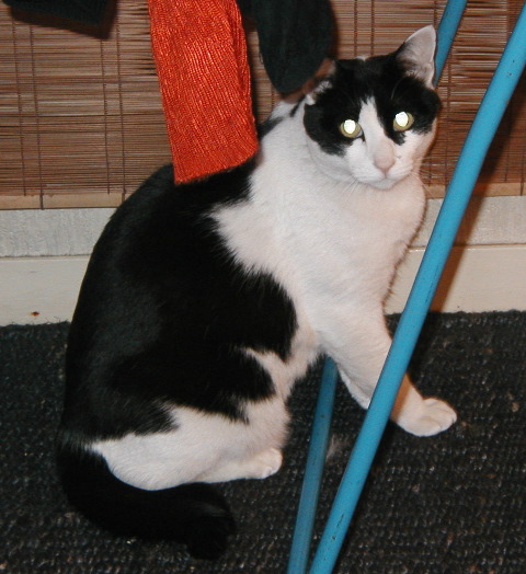 Lehan's White and Black Cat 2