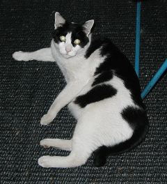 Lehan's White and Black Cat 1