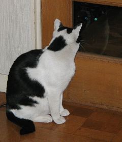 Cat and Ghost Cat