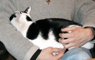 The cat's name is Gozilla