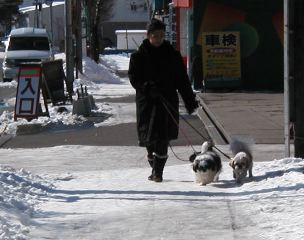 woman with three lasa apso